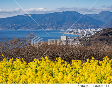 菜の花と相模湾を望む吾妻山公園の風景 136003811