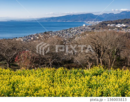 菜の花と相模湾を望む吾妻山公園の風景 136003813