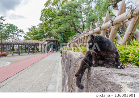 町猫(名古屋市中村区 中村公園) 町猫(名古屋市中村区 中村公園) 136003901