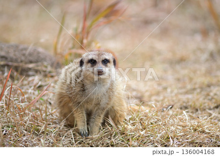 冬の寒さの中でも元気なミーアキャット 136004168