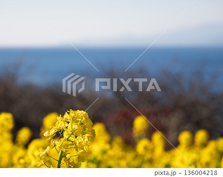 春を感じる菜の花と水平線の見える風景 春を感じる菜の花と水平線の見える風景 136004218
