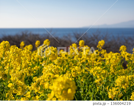 春を感じる菜の花と水平線の見える風景 136004219