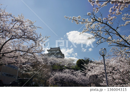 桜満開の山に聳え立つ城は青空を従えて 桜満開の山に聳え立つ城は青空を従えて 136004315