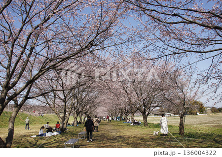 桜満開のアーケード 136004322