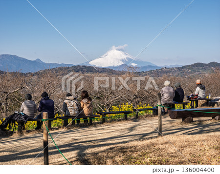 菜の花と富士山を眺める観光客のいる風景 菜の花と富士山を眺める観光客のいる風景 136004400