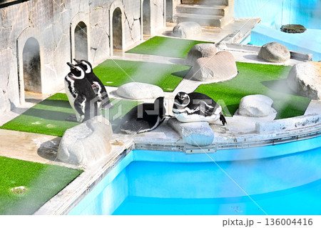 屋外プールで日光浴をするマゼランペンギン 屋外プールで日光浴をするマゼランペンギン 136004416