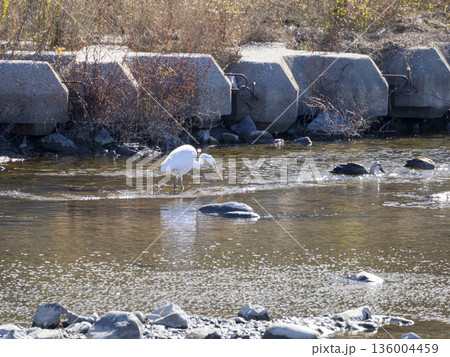 魚を探す猪名川のダイサギ 魚を探す猪名川のダイサギ 136004459