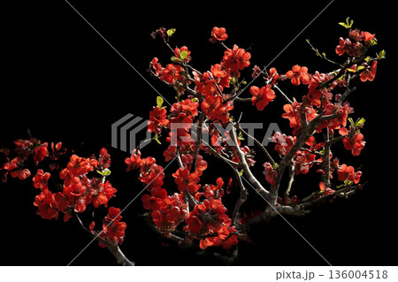 春3月咲き誇る満開の赤いボケの花 春3月咲き誇る満開の赤いボケの花 136004518