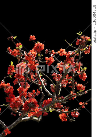 春3月咲き誇る満開の赤いボケの花 春3月咲き誇る満開の赤いボケの花 136004519