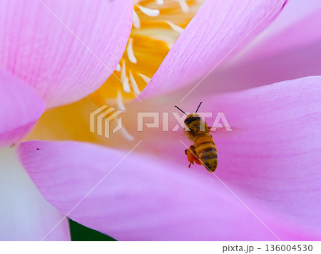 ハスの花に飛ぶミツバチ ハスの花に飛ぶミツバチ 136004530