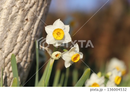 冬の庭に咲く白い花びらに黄色い副花冠のフサザキスイセンの花 冬の庭に咲く白い花びらに黄色い副花冠のフサザキスイセンの花 136004532