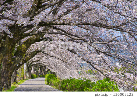 【神奈川県】水無川沿いの桜並木 【神奈川県】水無川沿いの桜並木 136005122