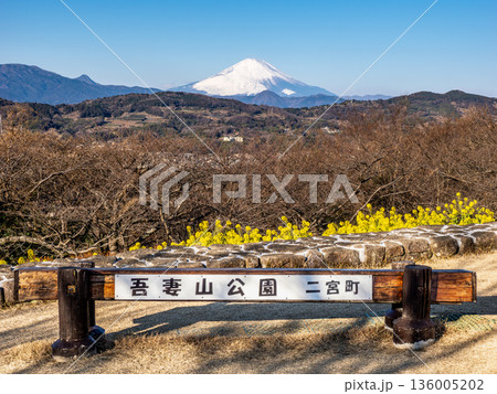 吾妻山公園 二宮町 菜の花と冠雪した富士山の風景 136005202