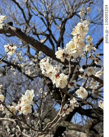 春の訪れを告げる梅の花 春の訪れを告げる梅の花 136005204