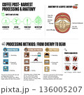 Coffee Post-Harvest Processing Infographic: From Seed to Bean 136005207