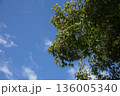 青空に映える新緑 136005340