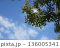 青空に映える新緑 136005341