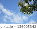 青空に伸びる木 136005342