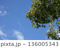 青空に伸びる木 136005343