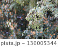 青もみじのある風景 136005344
