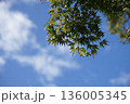 青空に映える新緑 136005345
