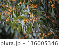 金木犀の花のアップ 136005346