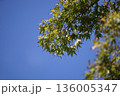 青空に映える新緑 136005347