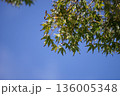 青空に映える新緑の若葉 136005348