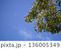 青空に映える新緑の若葉 136005349