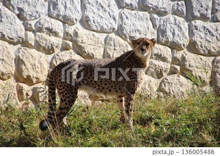 動物園のチーター 136005486