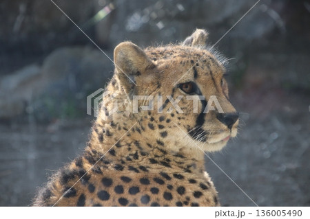 動物園のチーター 動物園のチーター 136005490