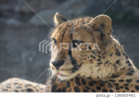 動物園のチーター 動物園のチーター 136005491