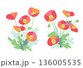 開花した赤いポピーの花 136005535