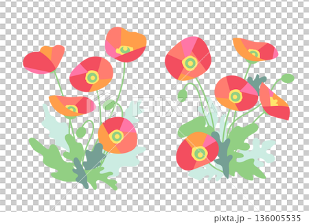 開花した赤いポピーの花 136005535