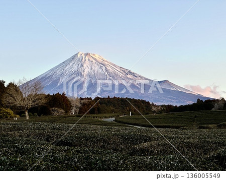 茶畑から見る朝日を浴びる富士山 茶畑から見る朝日を浴びる富士山 136005549