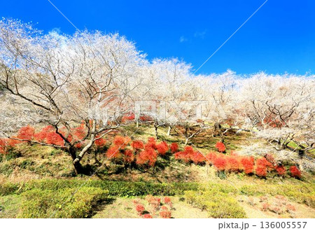 川見四季桜の里 136005557