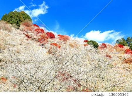 川見四季桜の里 136005562