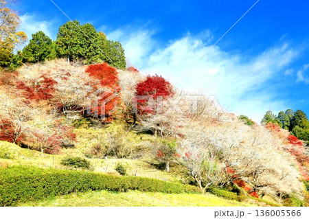 川見四季桜の里 川見四季桜の里 136005566