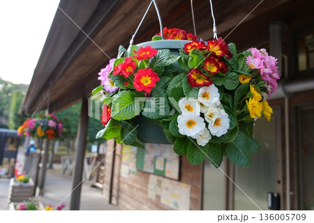 吊り花 吊り花 136005709