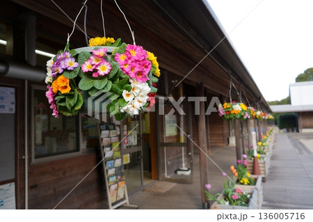 吊り花 吊り花 136005716