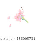 シンプルで水彩風の桜 136005731