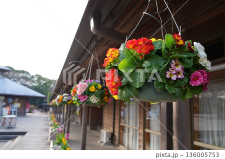 吊り花 吊り花 136005753