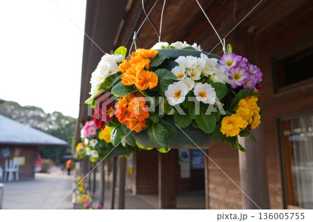吊り花 吊り花 136005755
