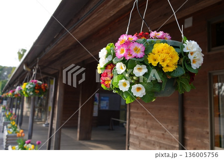 吊り花 吊り花 136005756