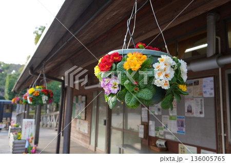 吊り花 吊り花 136005765