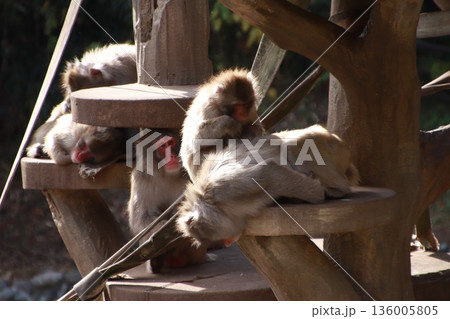 毛づくろいをするニホンザル 毛づくろいをするニホンザル 136005805