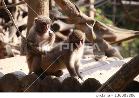 毛づくろいをするニホンザル 136005806