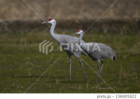カナダヅル⑫（鹿児島県） 136005822