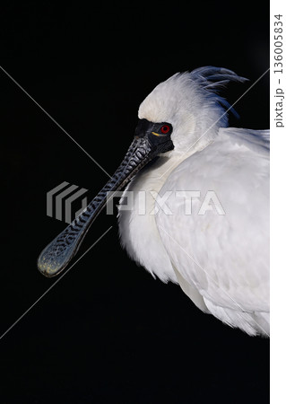 クロツラヘラサギ①(鹿児島県) クロツラヘラサギ①(鹿児島県) 136005834