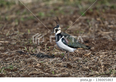 タゲリ⑦（佐賀県） 136005863